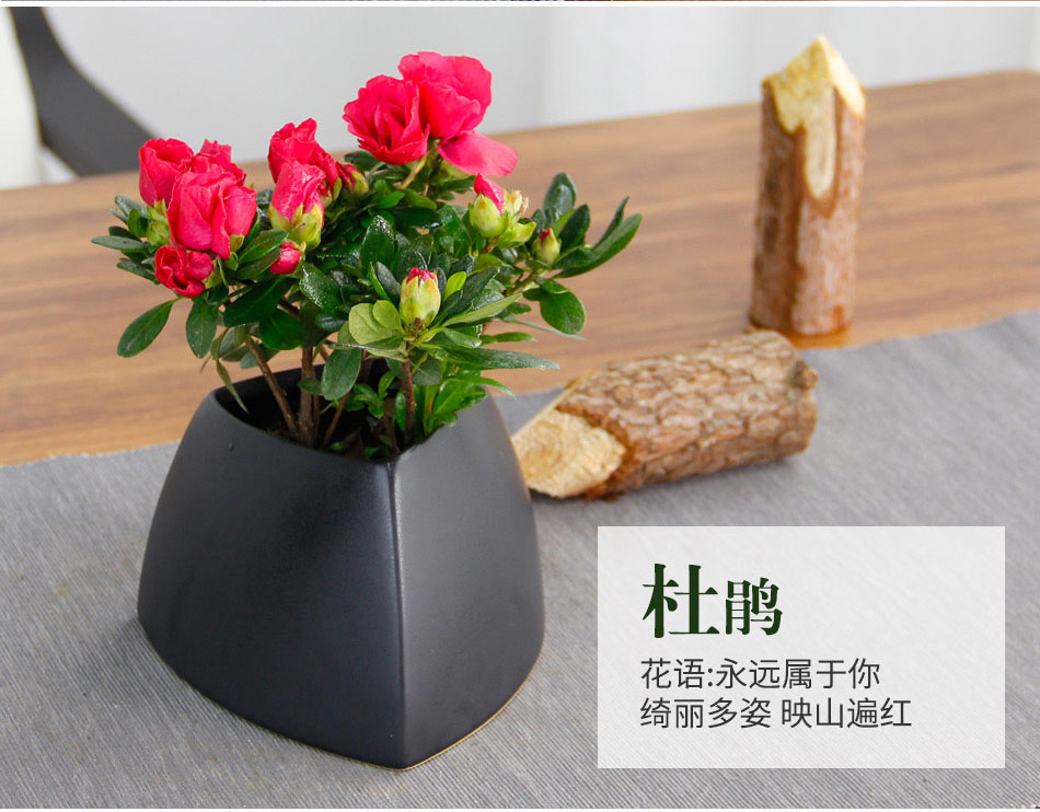 杜鵑花