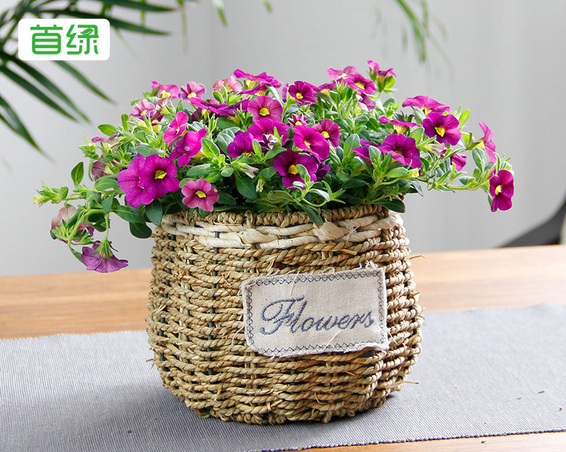 牽牛花