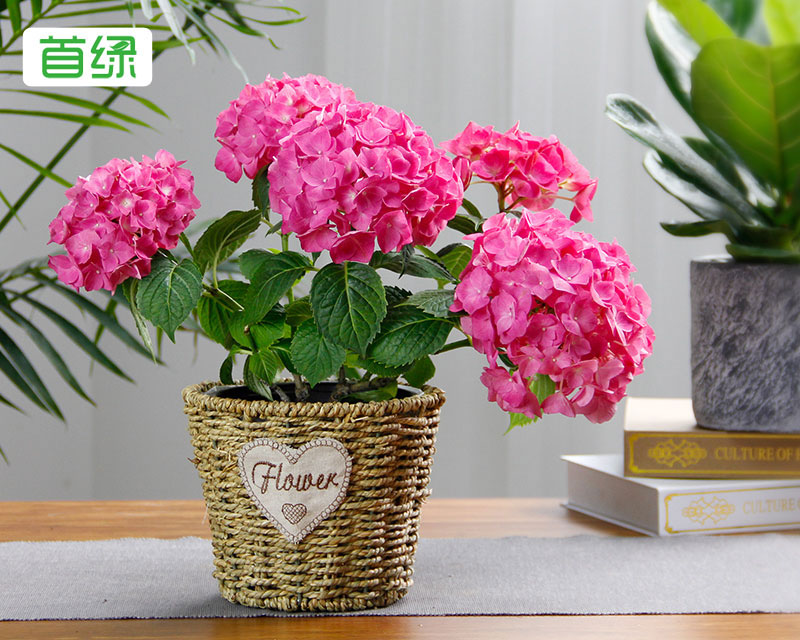 繡球花