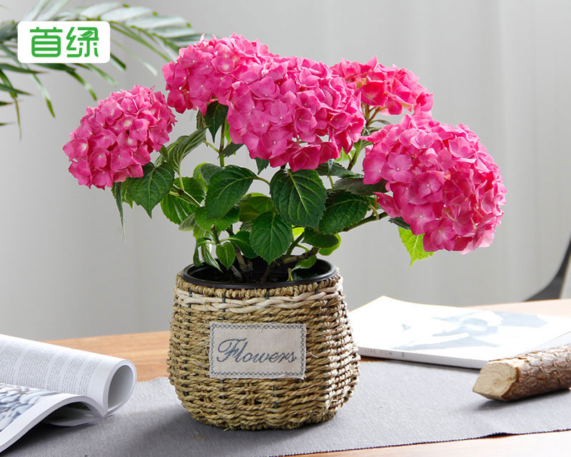 繡球花 繡球花