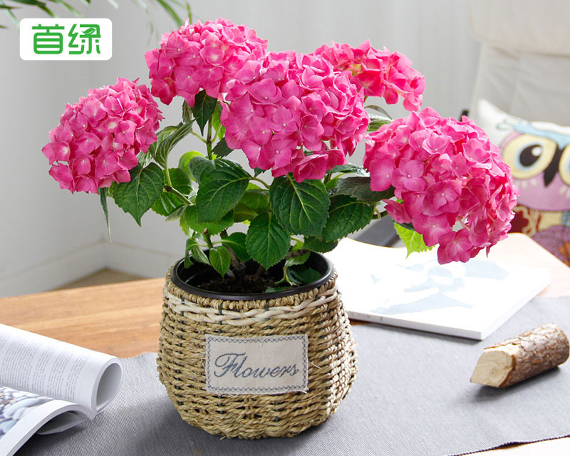 繡球花 繡球花