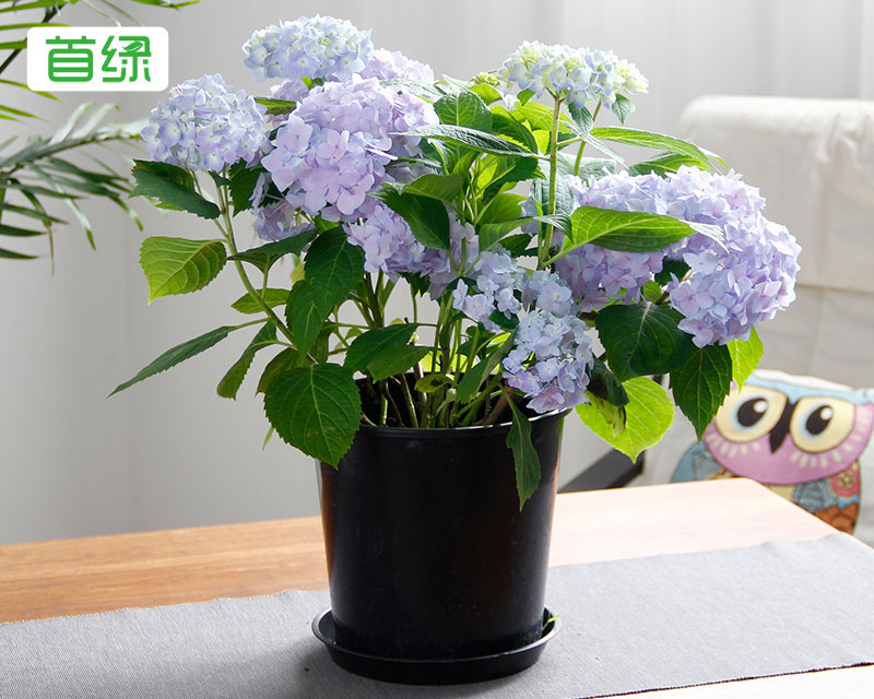繡球花 繡球花