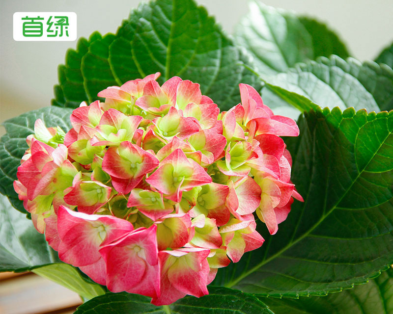 繡球花 繡球花