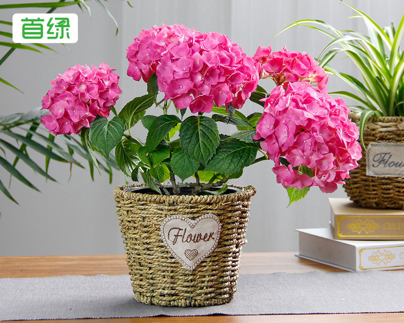 繡球花 繡球花