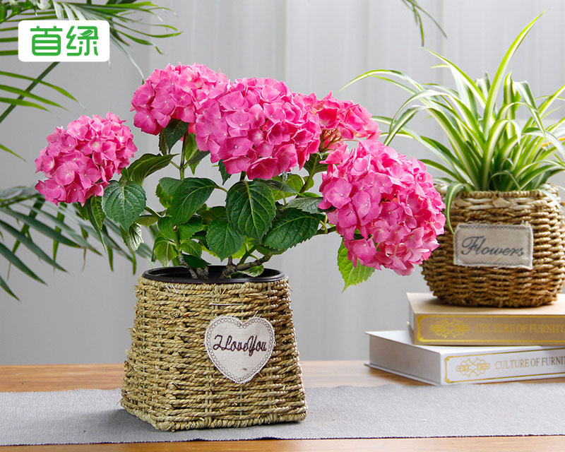 繡球花 繡球花
