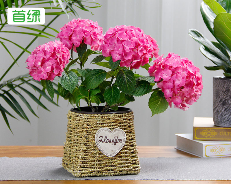 繡球花 繡球花