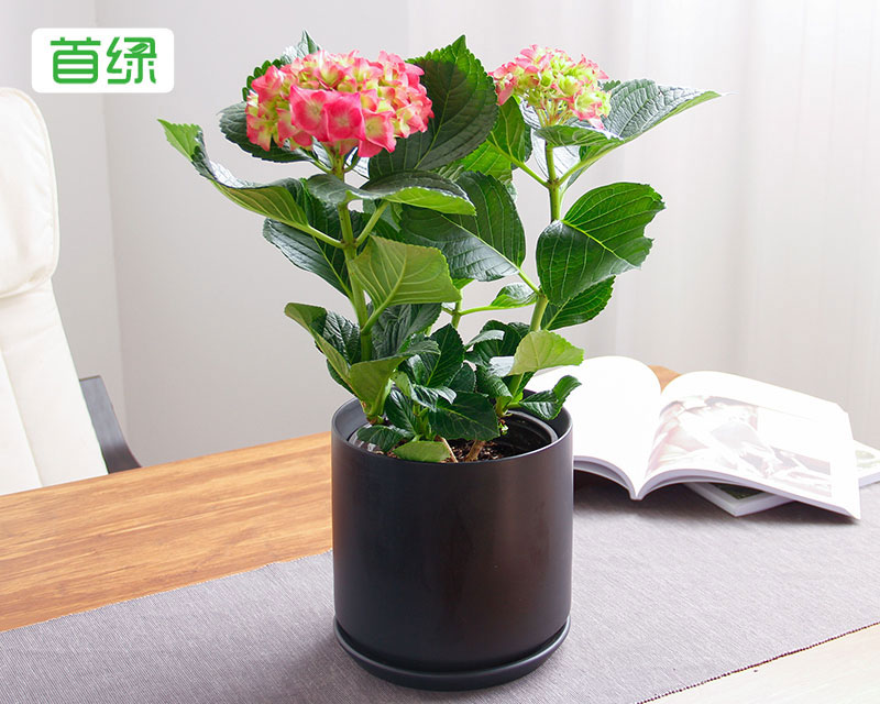 繡球花 繡球花