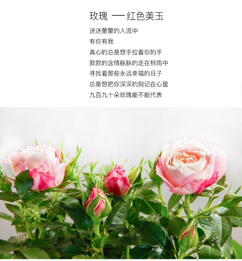 玫瑰花 玫瑰花