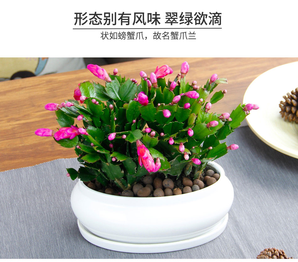 蟹爪蘭 蟹爪蘭
