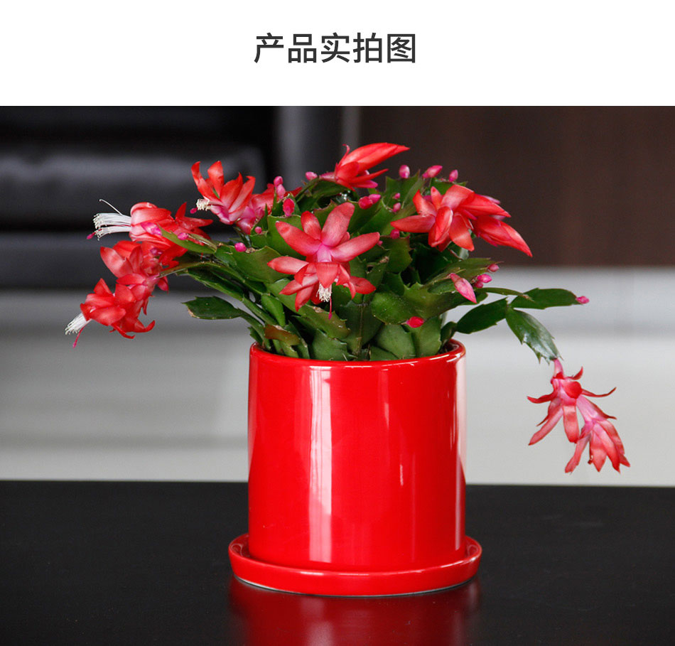 蟹爪蘭 蟹爪蘭