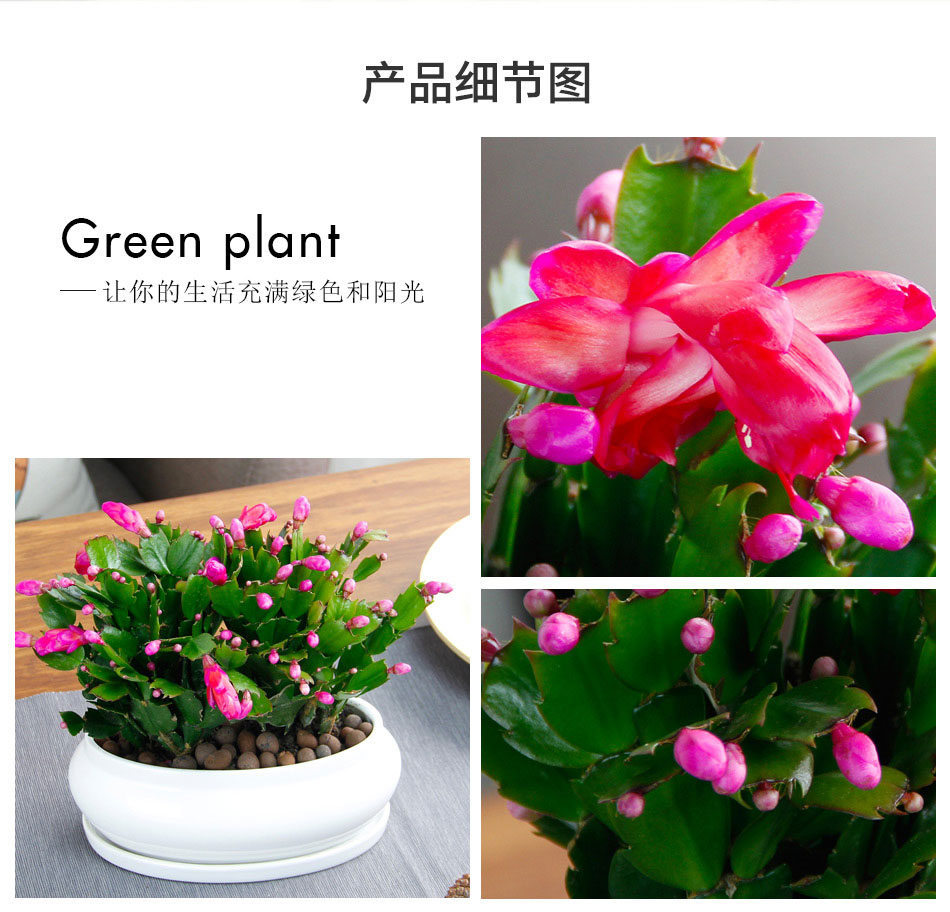 蟹爪蘭 蟹爪蘭
