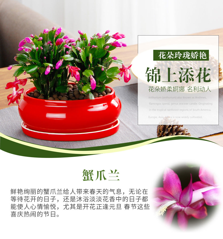 蟹爪蘭 蟹爪蘭