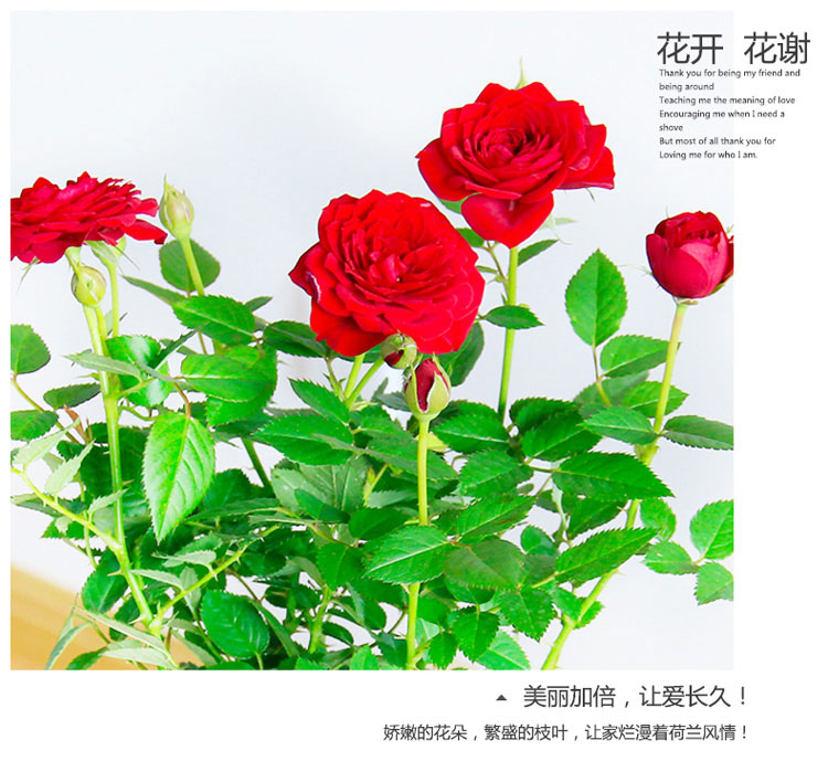 月季 月季