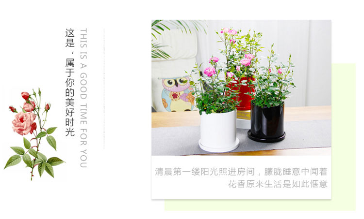 月季 月季
