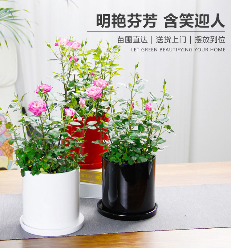 月季 月季