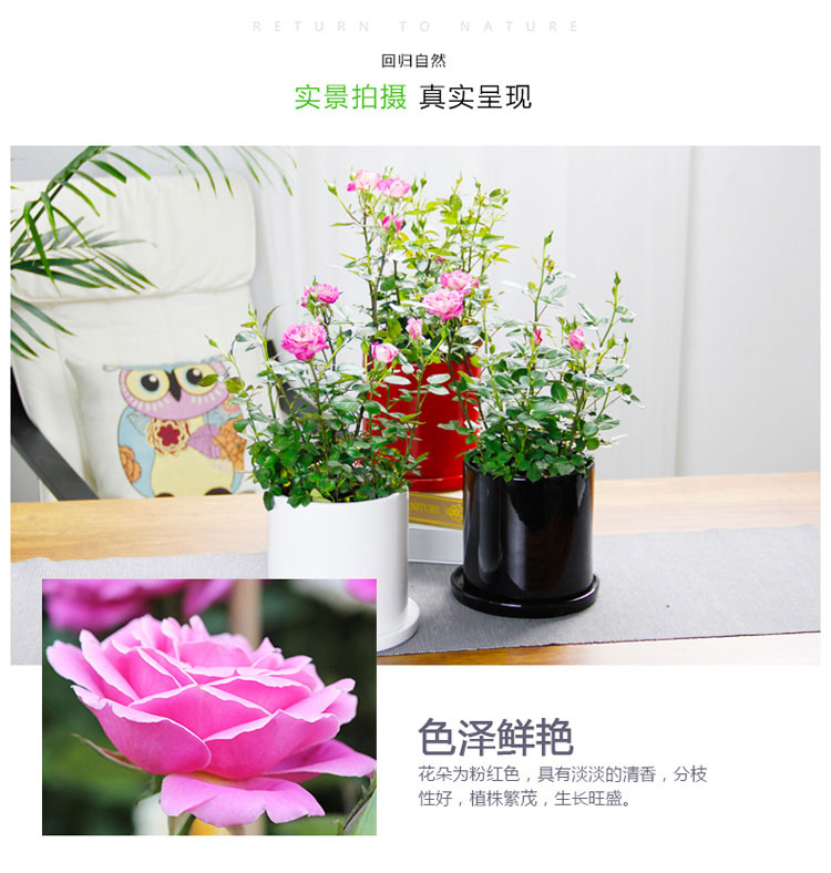 月季 月季
