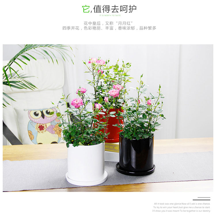 月季 月季