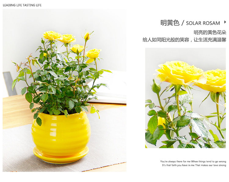 月季 月季
