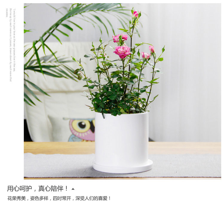 月季 月季