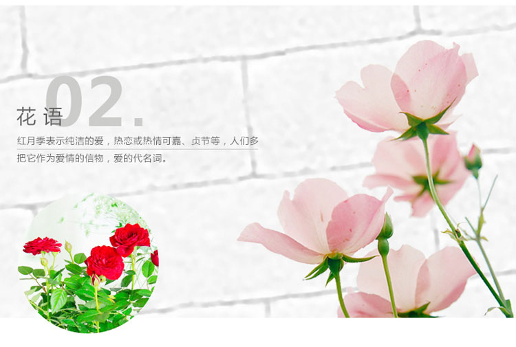 月季 月季
