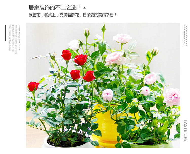 月季 月季