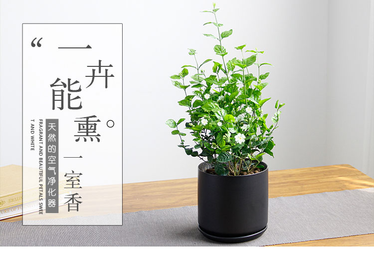 茉莉花 茉莉花