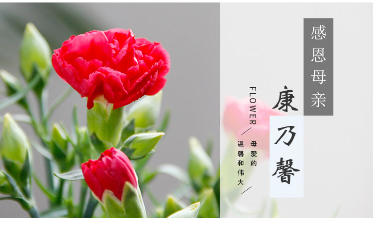 康乃馨 康乃馨