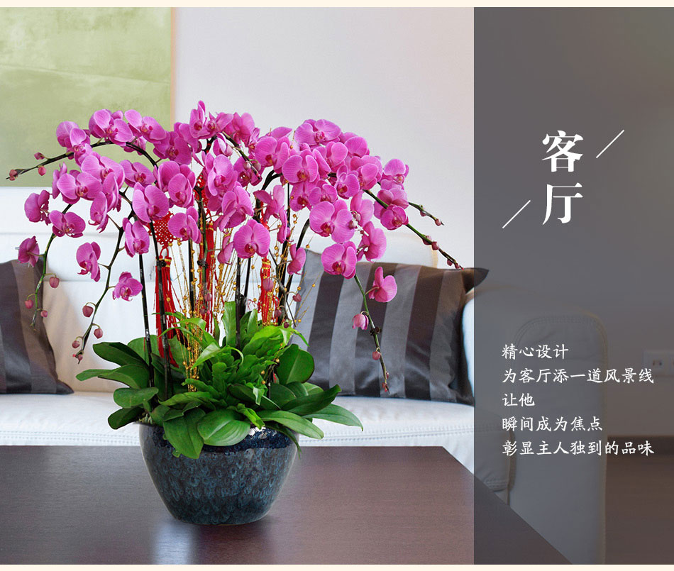蝴蝶蘭