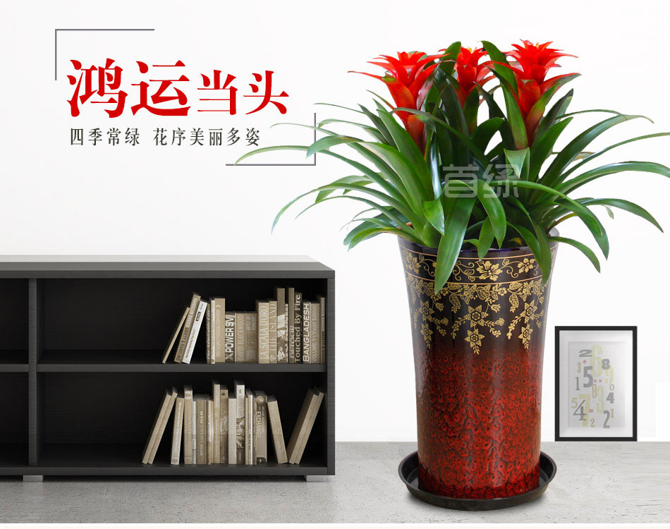 鴻運(yùn)當(dāng)頭
