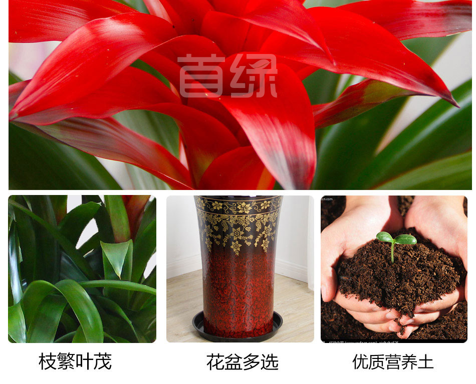 鴻運當頭