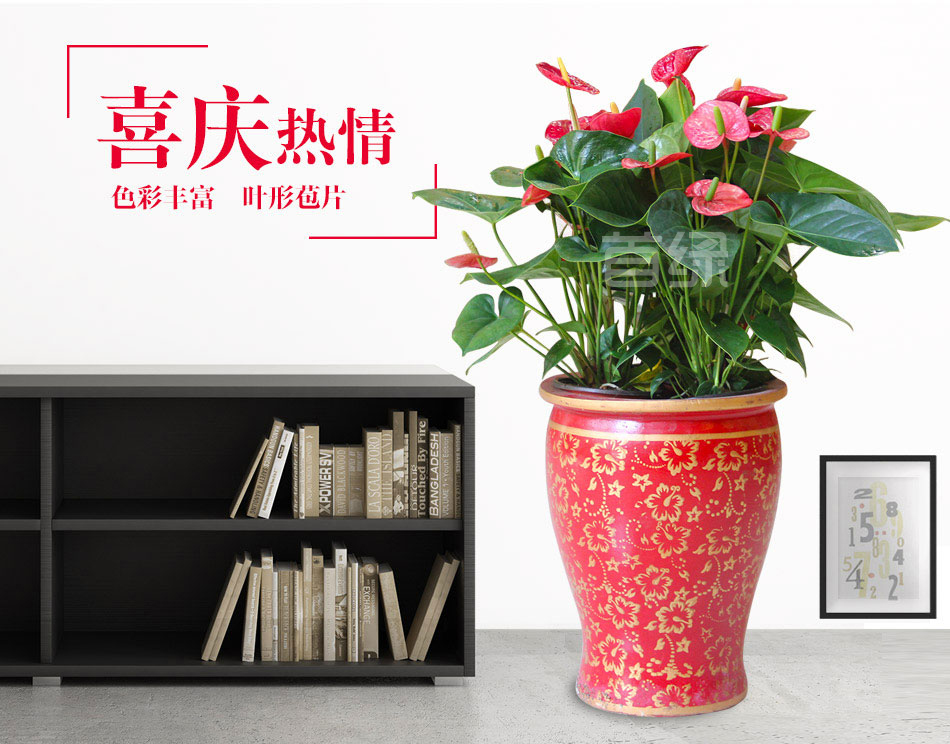 大盆紅掌