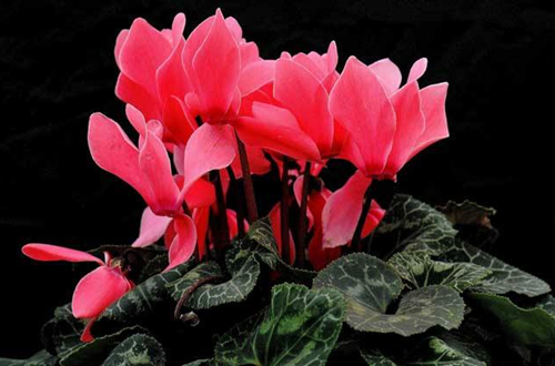 仙客來怎么種植養護?