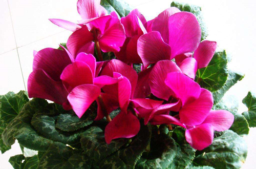 仙客來怎么種植養護?