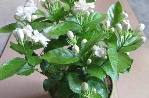 茉莉花怎樣養(yǎng)護(hù)?茉莉花爆盆方法和技巧?